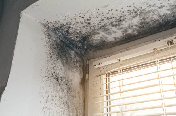 Affordable Basement Mold Removal solutions in Portland, OR